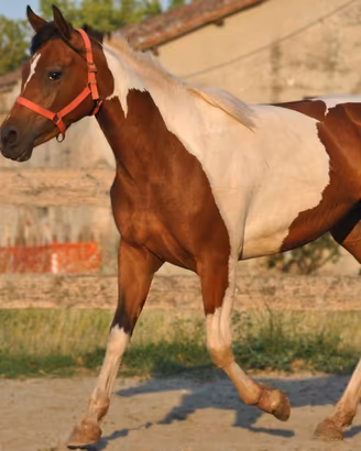 Puledra paint