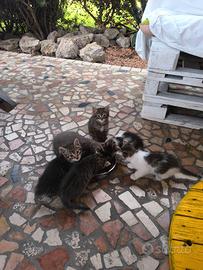 Gattini