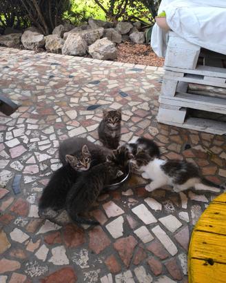 Gattini