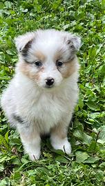 Cuccioli pastore australiano Blue Merle
