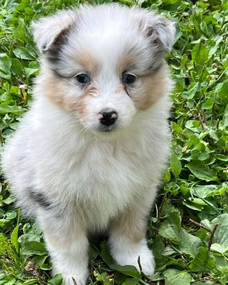 Cuccioli pastore australiano Blue Merle