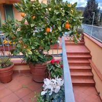 pianta di arancio Tarocco/Navel