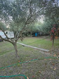 Terr.agricolo strada San Luigi rugginosa vecchia