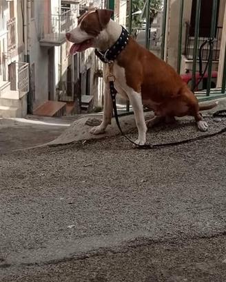 Cuccioli di pitbull