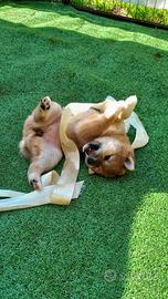 Cucciola shiba inu rossa pedigree
