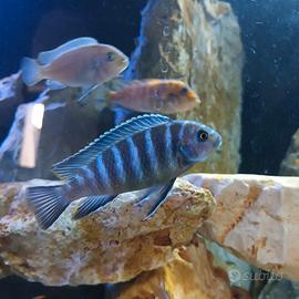 Pesci tropicali mbuna