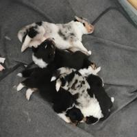 Cuccioli shetland sheepdog