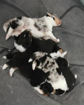 Cuccioli shetland sheepdog