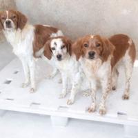 Spaniel breton 6 mesi