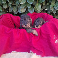 Bassotti nani a pelo duro