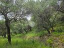 ter-agricolo-a-diano-castello