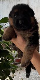 Super cuccioli maschi pedigree Rosa (pelo lungo )