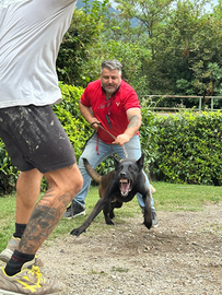 Cuccioli pastore Belga Malinois carbone