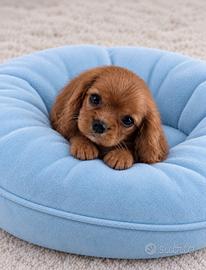 Cavalier King Charles Spaniel Ruby Taglia piccola