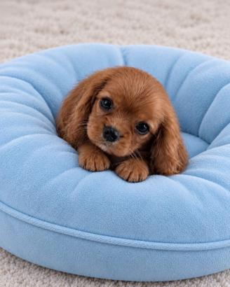 Cavalier King Charles Spaniel Ruby Taglia piccola