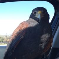 Rapace Poiana di harris femmina addestrata