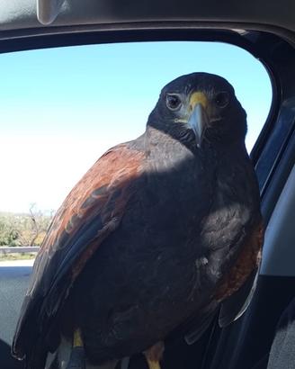 Rapace Poiana di harris femmina addestrata