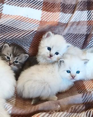 Cuccioli siberiani neva