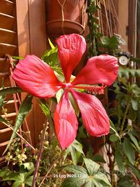 12 semi hibiscus coccineous