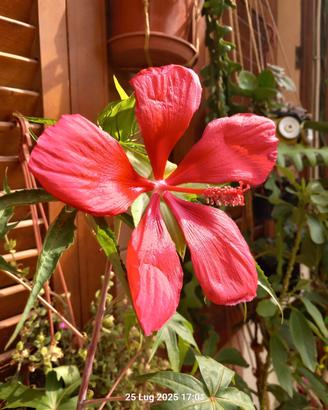 12 semi hibiscus coccineous