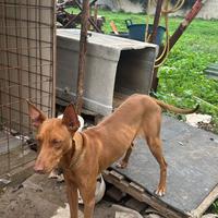 Cucciolo di cirneco dell'Etna maschio