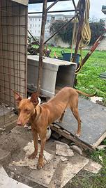 Cucciolo di cirneco dell'Etna maschio