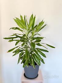 Dracaena fragrans Golden Coast 80 cm