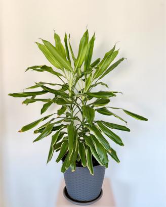 Dracaena fragrans Golden Coast 80 cm