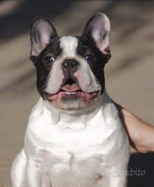 bulldog francese enci stallone  accoppiamento 