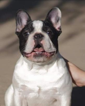 bulldog francese enci stallone  accoppiamento 
