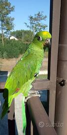 Amazzone fronte gialla