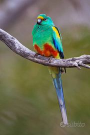 Parrocchetto multicolor