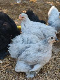 Galline