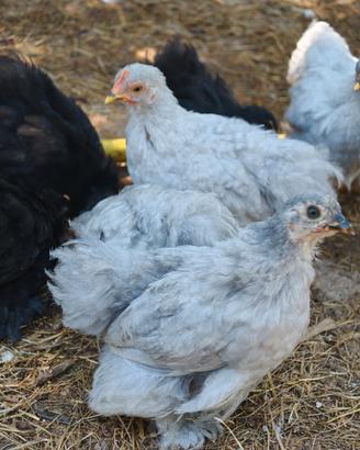 Galline