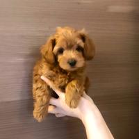 MALTIPOO MINITOY maschio Red intenso 4 mesi