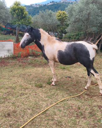 Paint per appaloosa