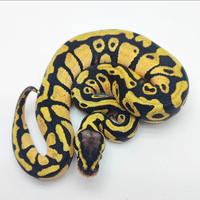 Pitoni Reali Baby e Riproduttori disponibili