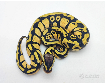 Pitoni Reali Baby e Riproduttori disponibili