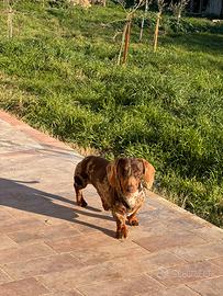 Stallone arlecchino cioccolato bassotto nano