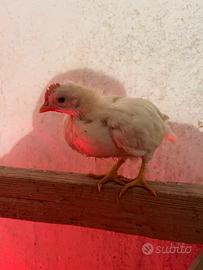 Pulcini di gallina livornese