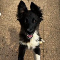 Border Collie
