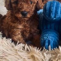 Cuccioli di barboncini toy maschietti