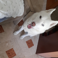 Husky siberian per monta