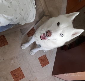 Husky siberian per monta