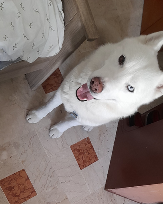 Husky siberian per monta