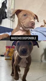 Cuccioli di Pitbull