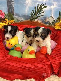 Taglia Piccola Cuccioli Yorkshire Biewer