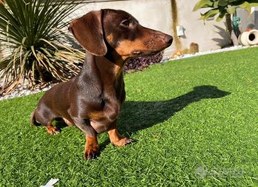 Bassotto kaninchen cioccolato accoppiamento