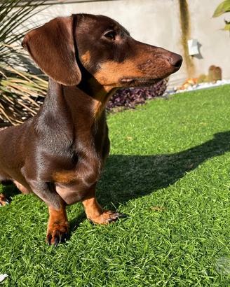Bassotto kaninchen cioccolato accoppiamento
