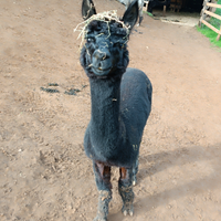 Alpaca maschio